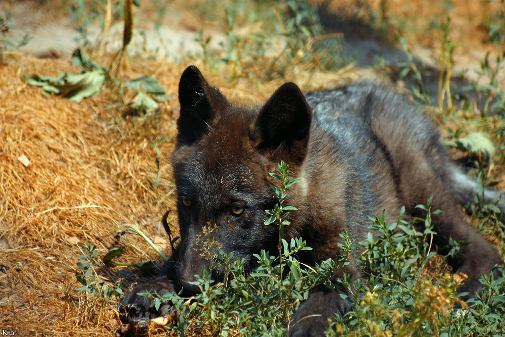 Pup2m10LueneburgKati_Bo--02