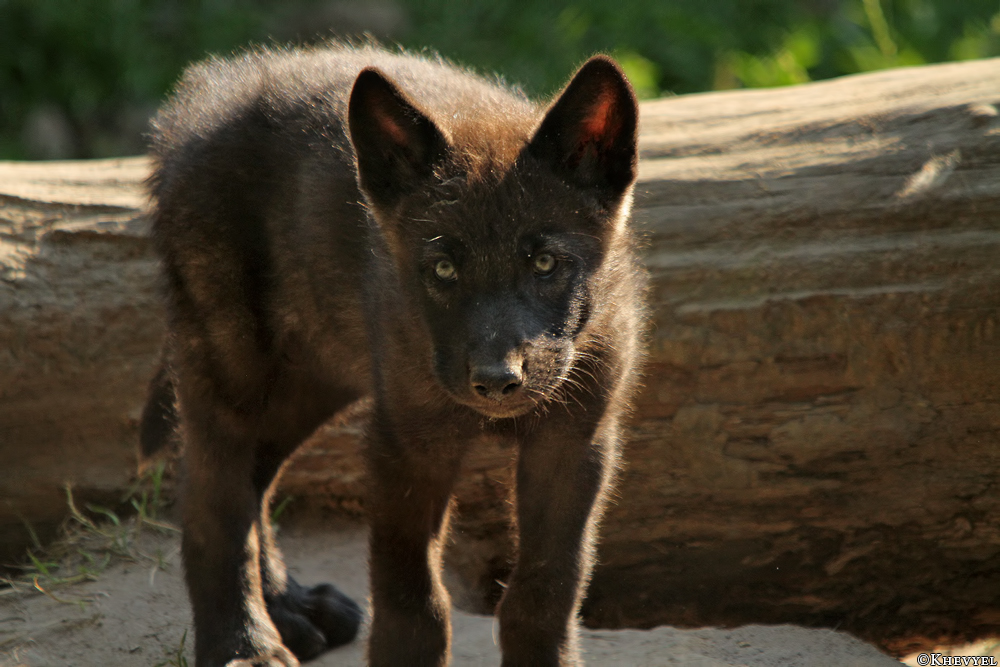 Pup2m13LueneburgKati_Black-05