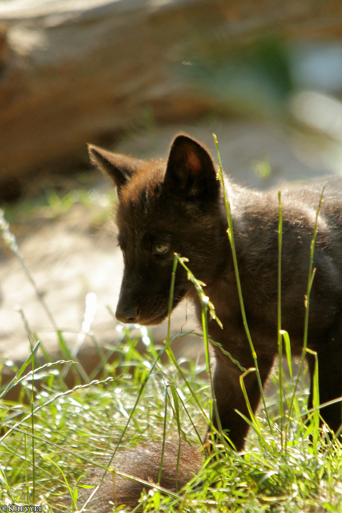 Pup2m13LueneburgKati_Black-10