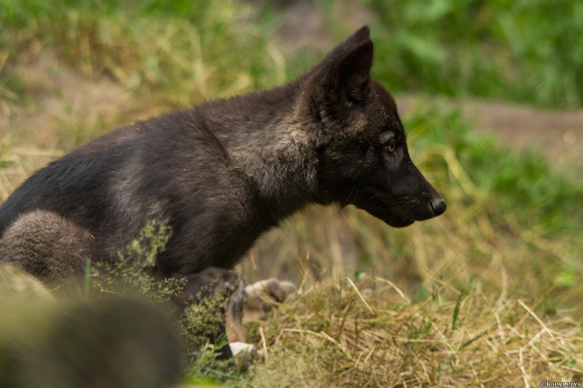 Pup2m14LueneburgKati_Male-02