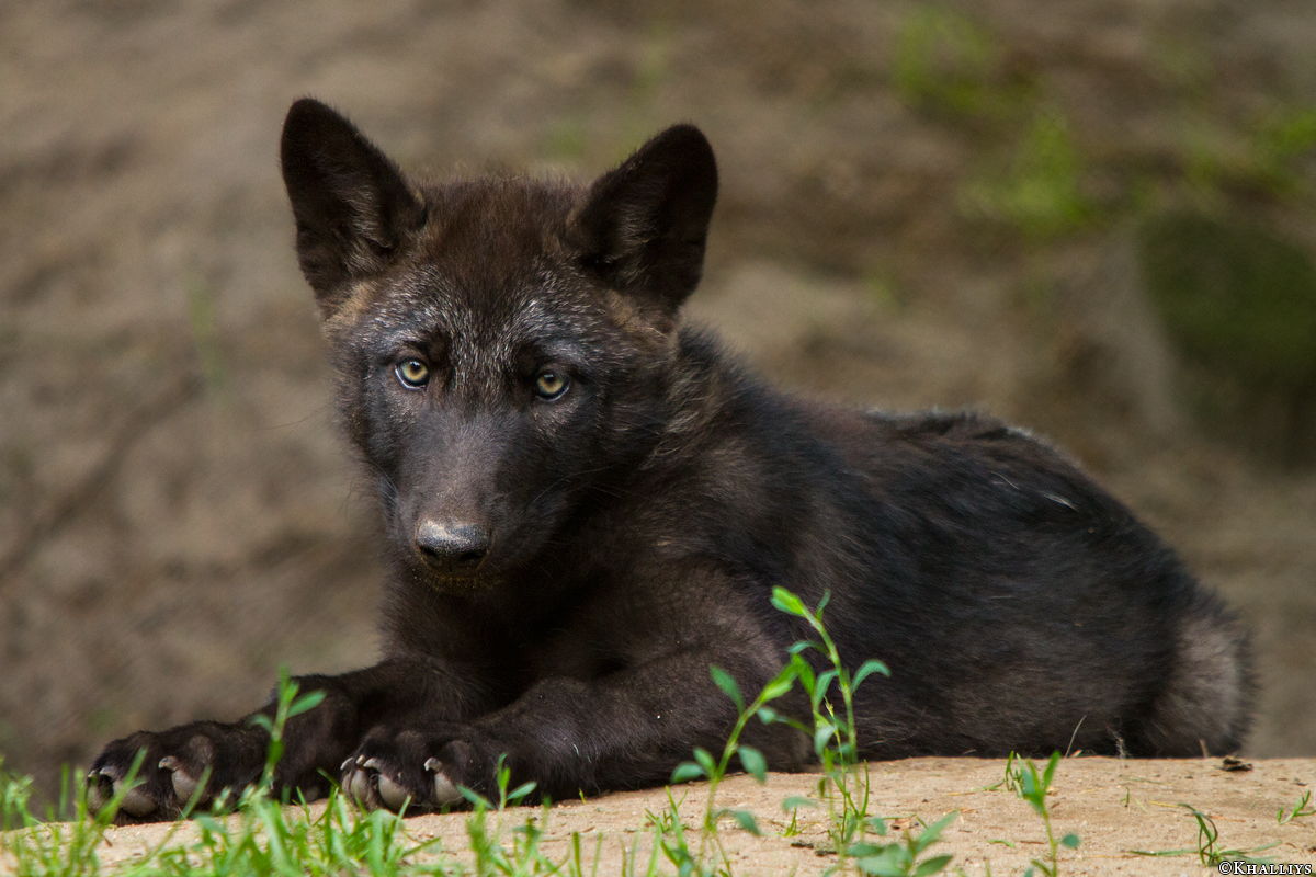 Pup2m14LueneburgKati_Male-04