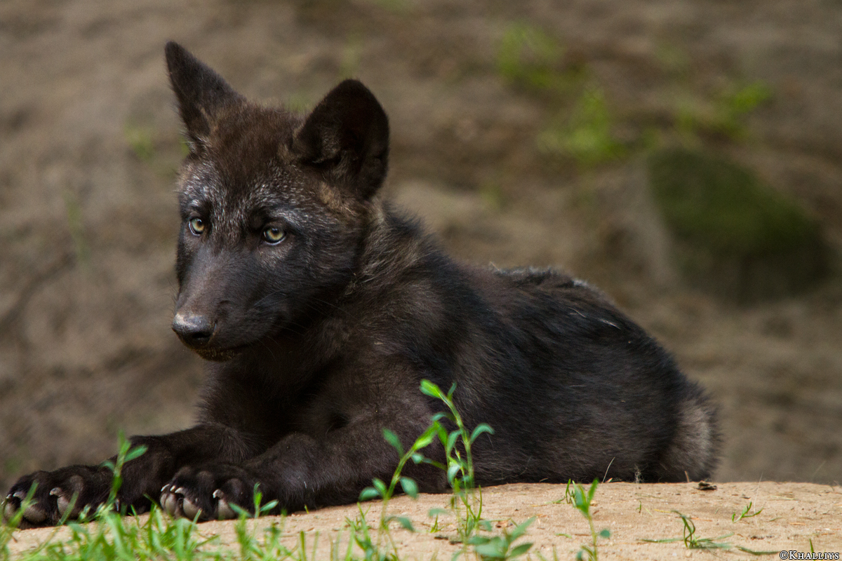 Pup2m14LueneburgKati_Male-05