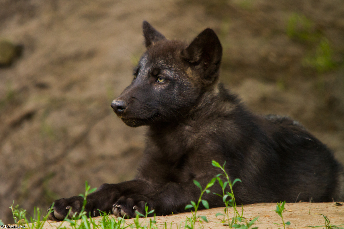 Pup2m14LueneburgKati_Male-06