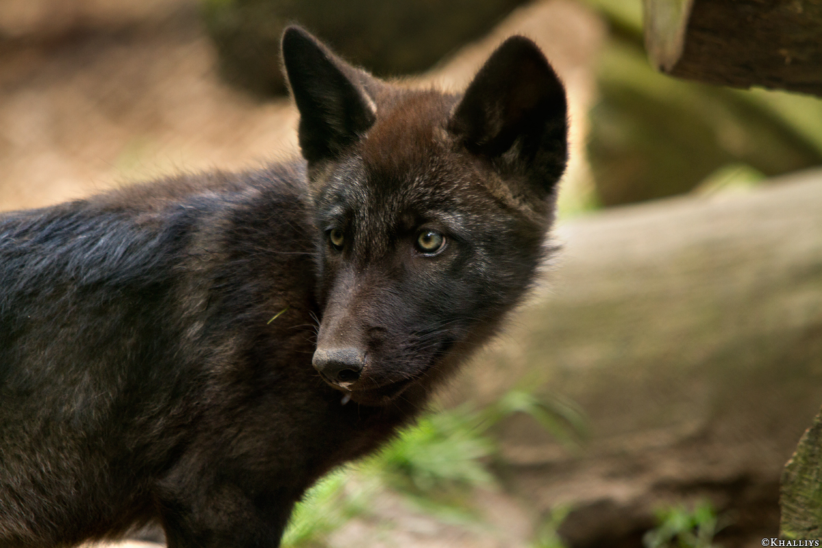 Pup2m14LueneburgKati_Male-08