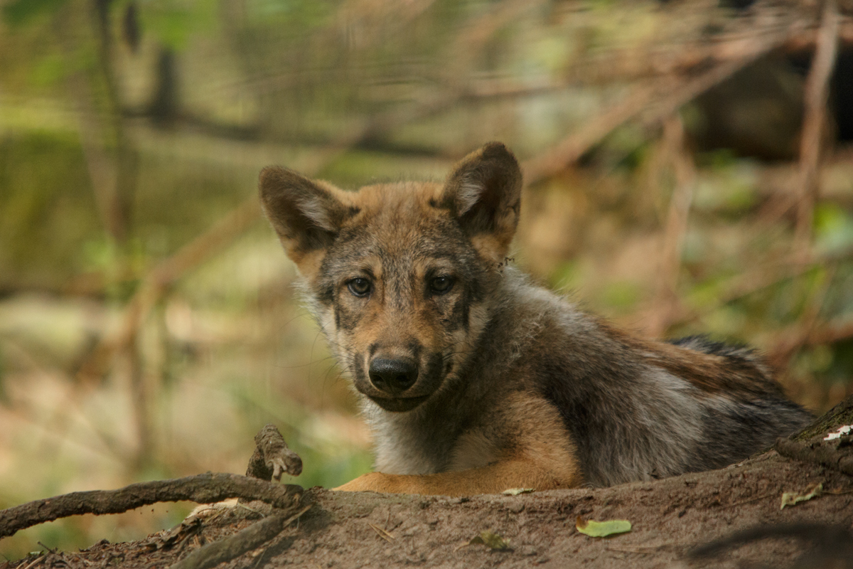Pup2m15SaerbeckKati_Gimli-10
