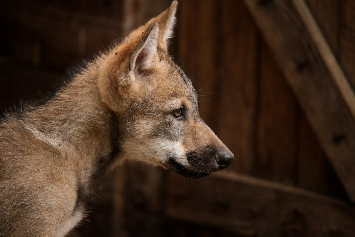 Pup2m17SchorfheideLina_all-08