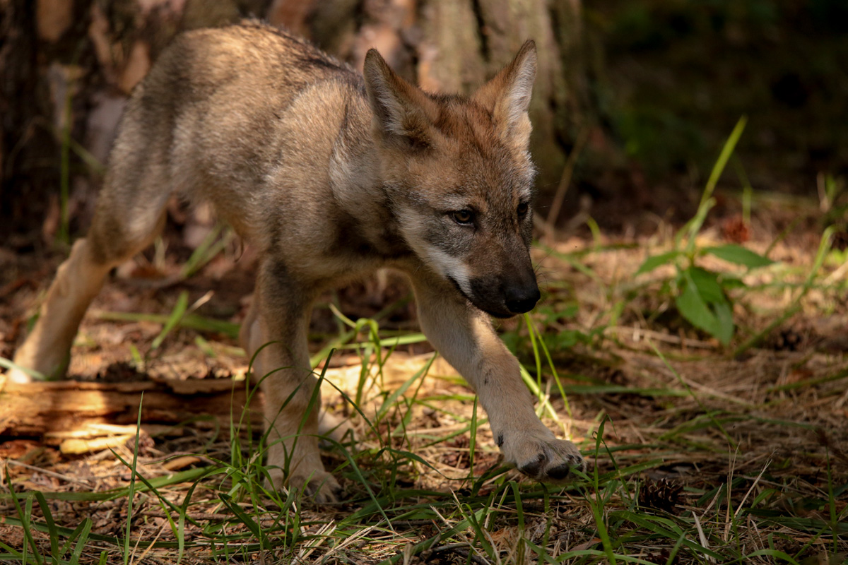 Pup2m17SchorfheideLina_all-15