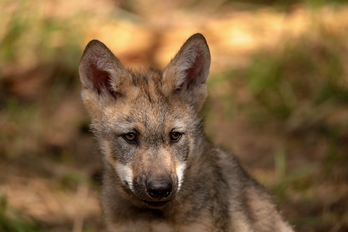 Pup2m17SchorfheideLina_all-19