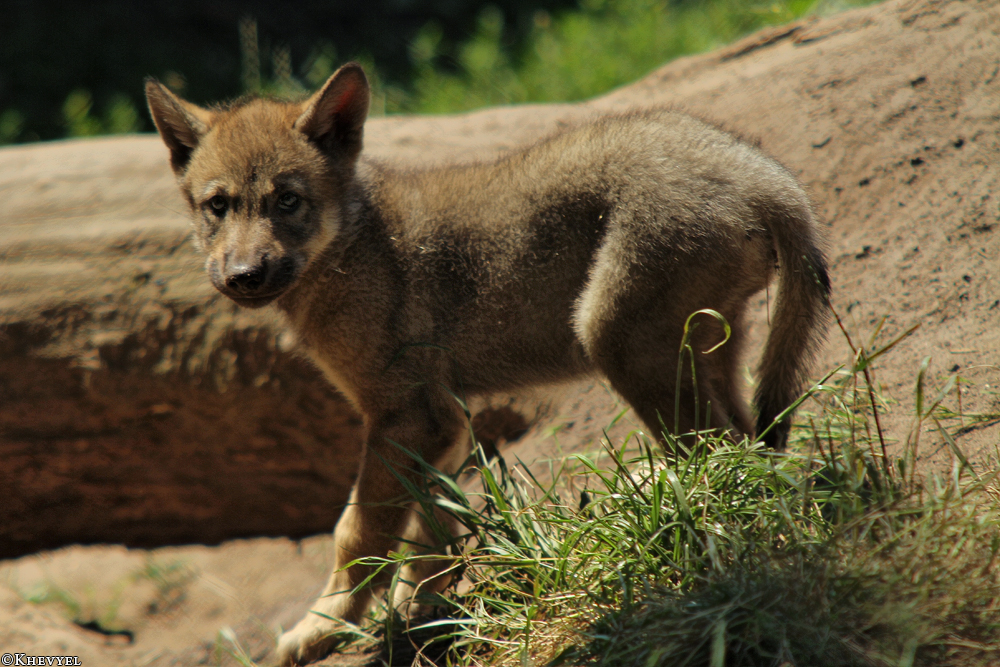 Pup2m13LueneburgKati_Brown-08