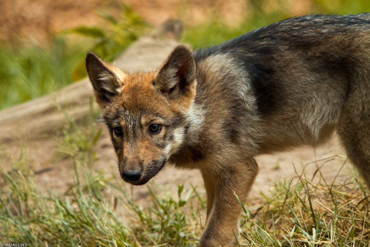 Pup2m14LueneburgKati_Dar-12