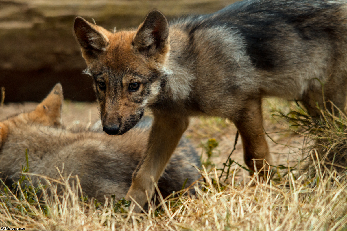 Pup2m14LueneburgKati_Dar-02