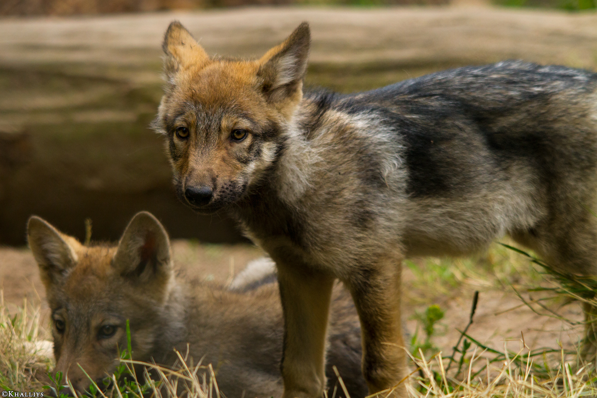 Pup2m14LueneburgKati_Dar-04
