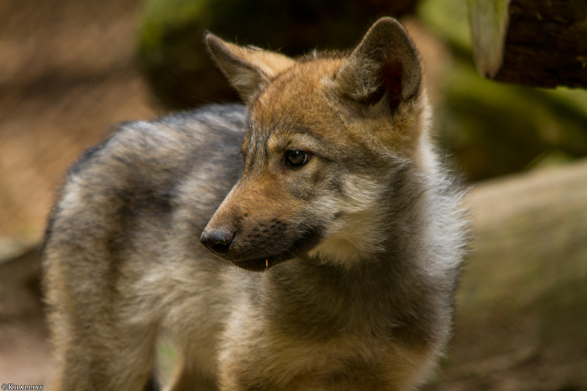 Pup2m14LueneburgKati_Dar-05