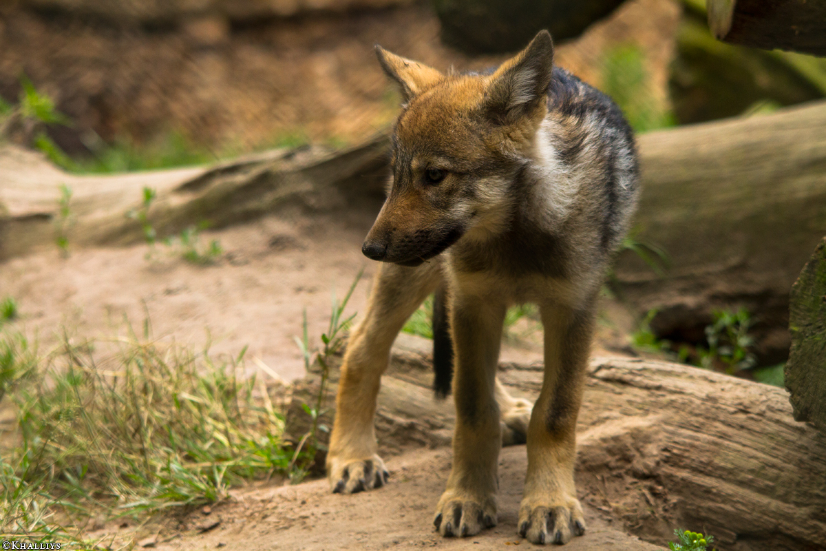 Pup2m14LueneburgKati_Dar-07