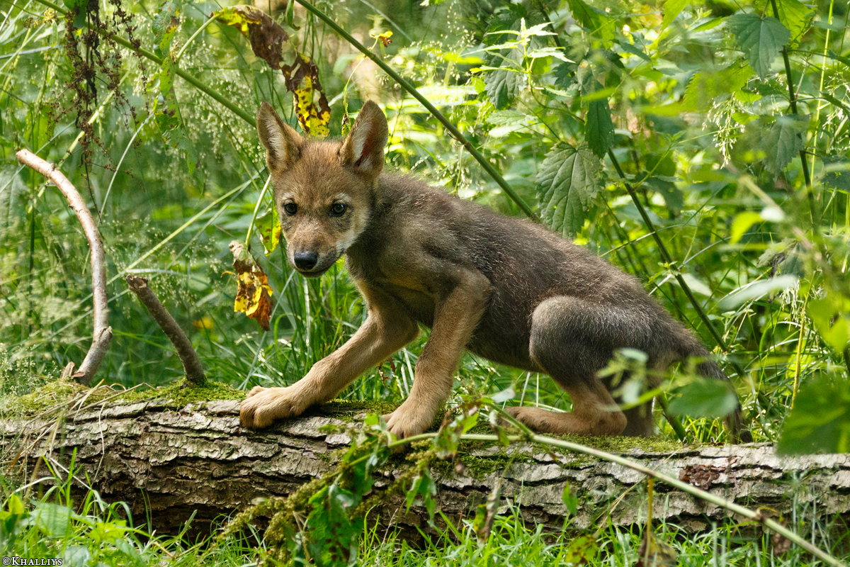 Pup2m16AnholtKati_Pup-03