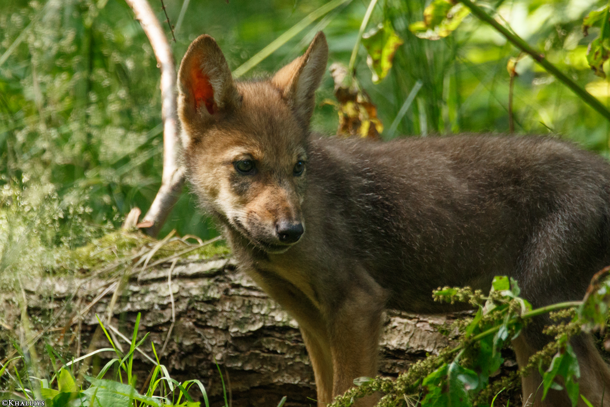 Pup2m16AnholtKati_Pup-04