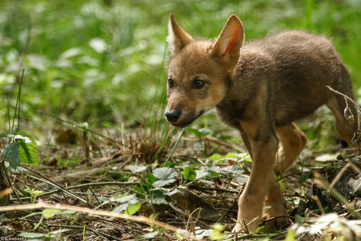 Pup2m16AnholtKati_Red-01