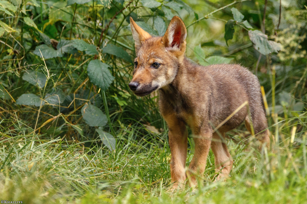 Pup2m16AnholtKati_Red-12