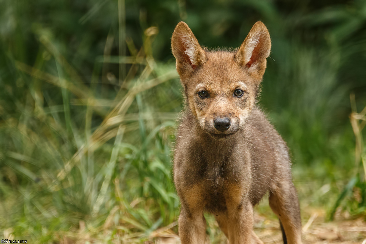 Pup2m16AnholtKati_Sandy-06