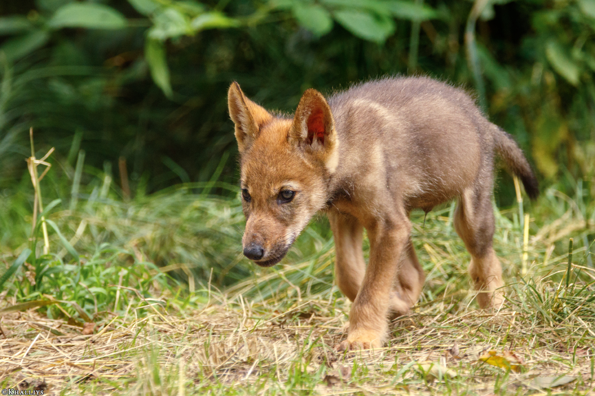 Pup2m16AnholtKati_Sandy-05