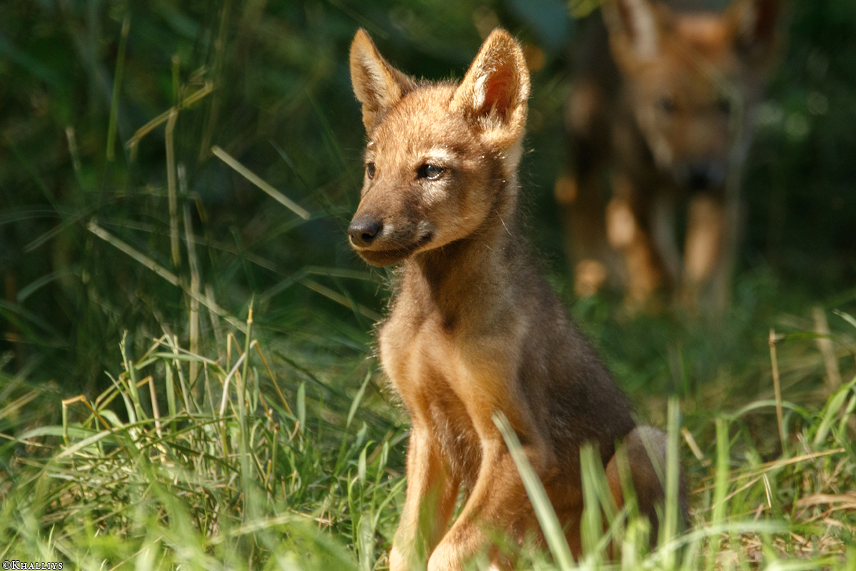 Pup2m16AnholtKati_Zecke-02