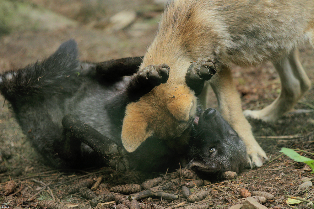 Pup2m12EderseeKati_All-02