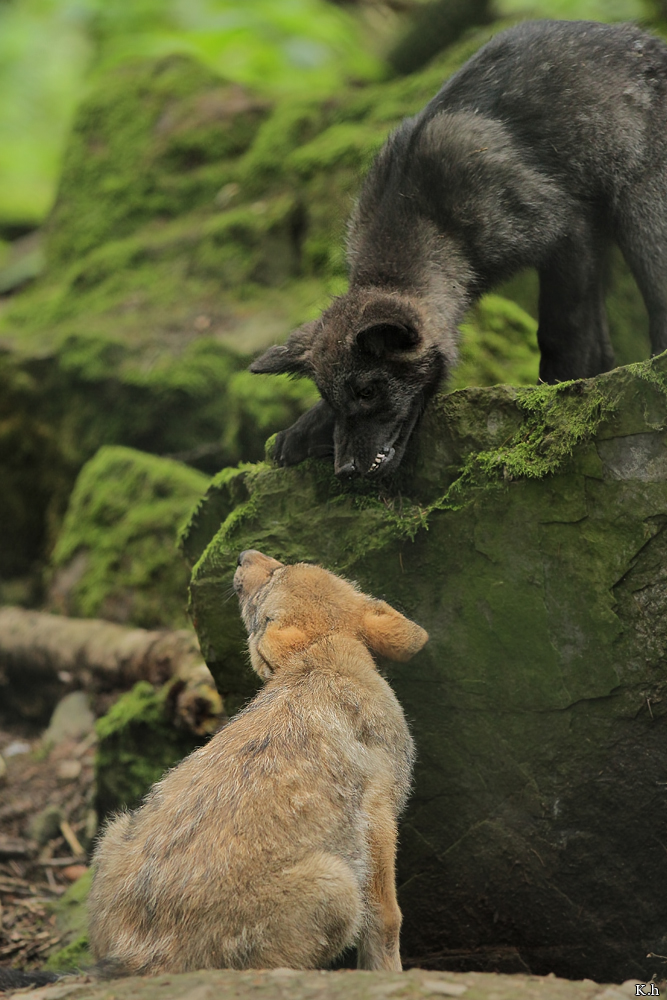 Pup2m12EderseeKati_All-03