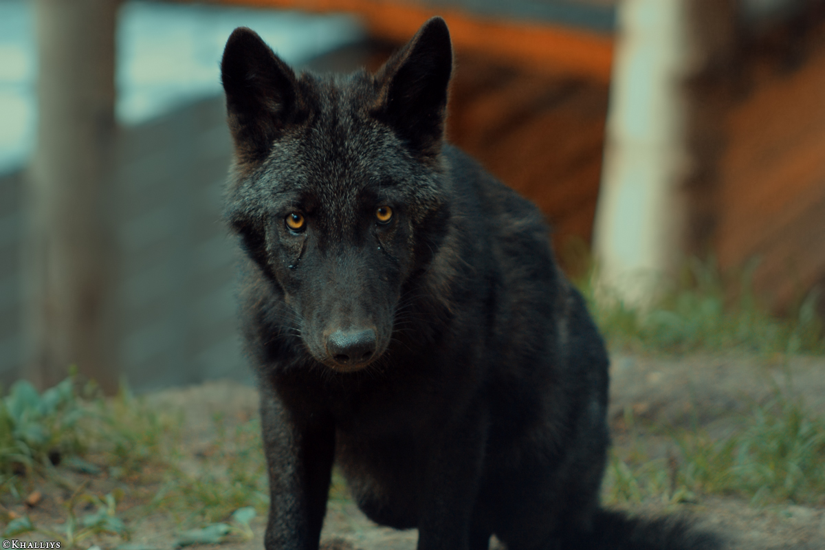 Pup3m10LueneburgKati_Bo-02