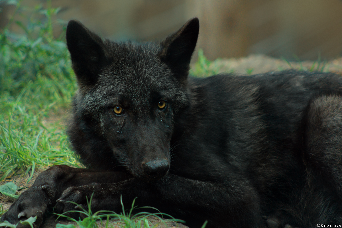 Pup3m10LueneburgKati_Bo-08