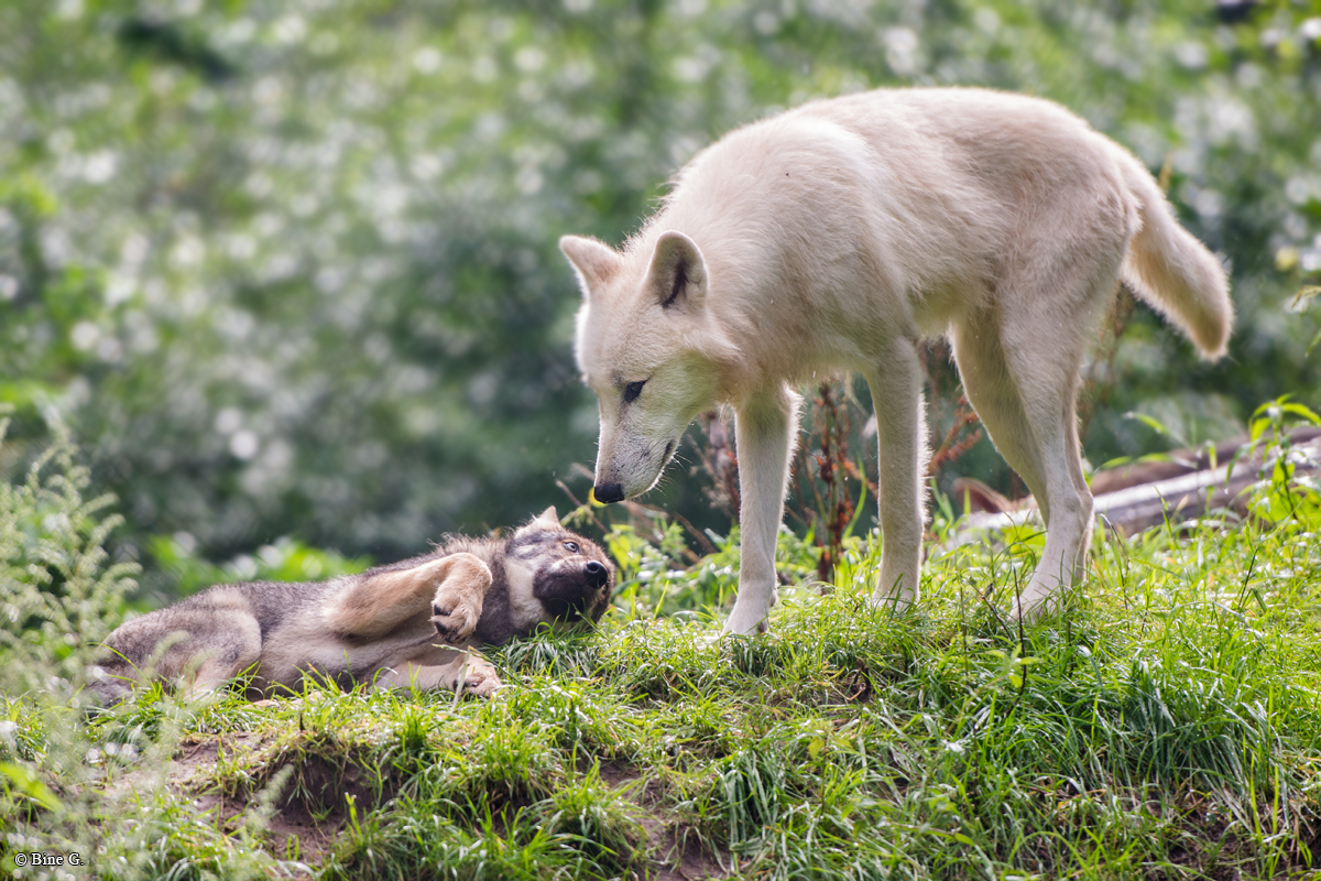 Pup3m1707Lueneburg-BineG_All-02