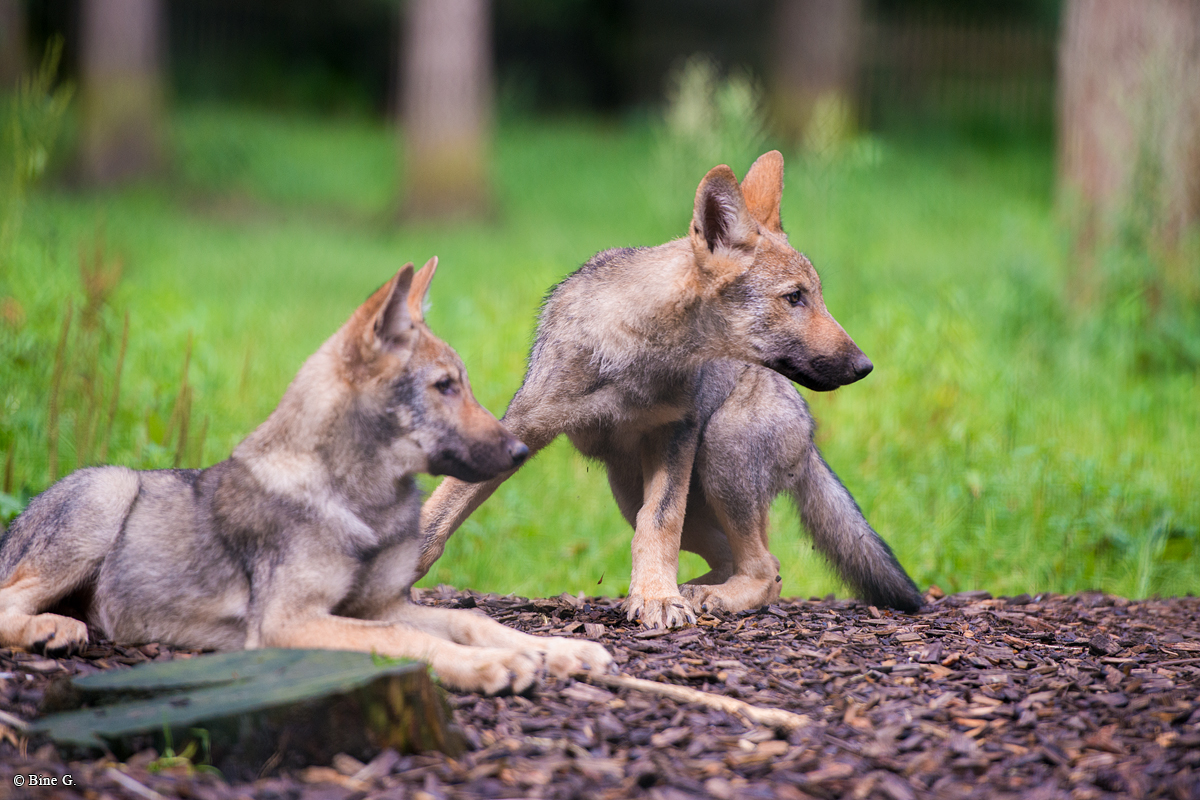 Pup3m1707Lueneburg-BineG_All-10
