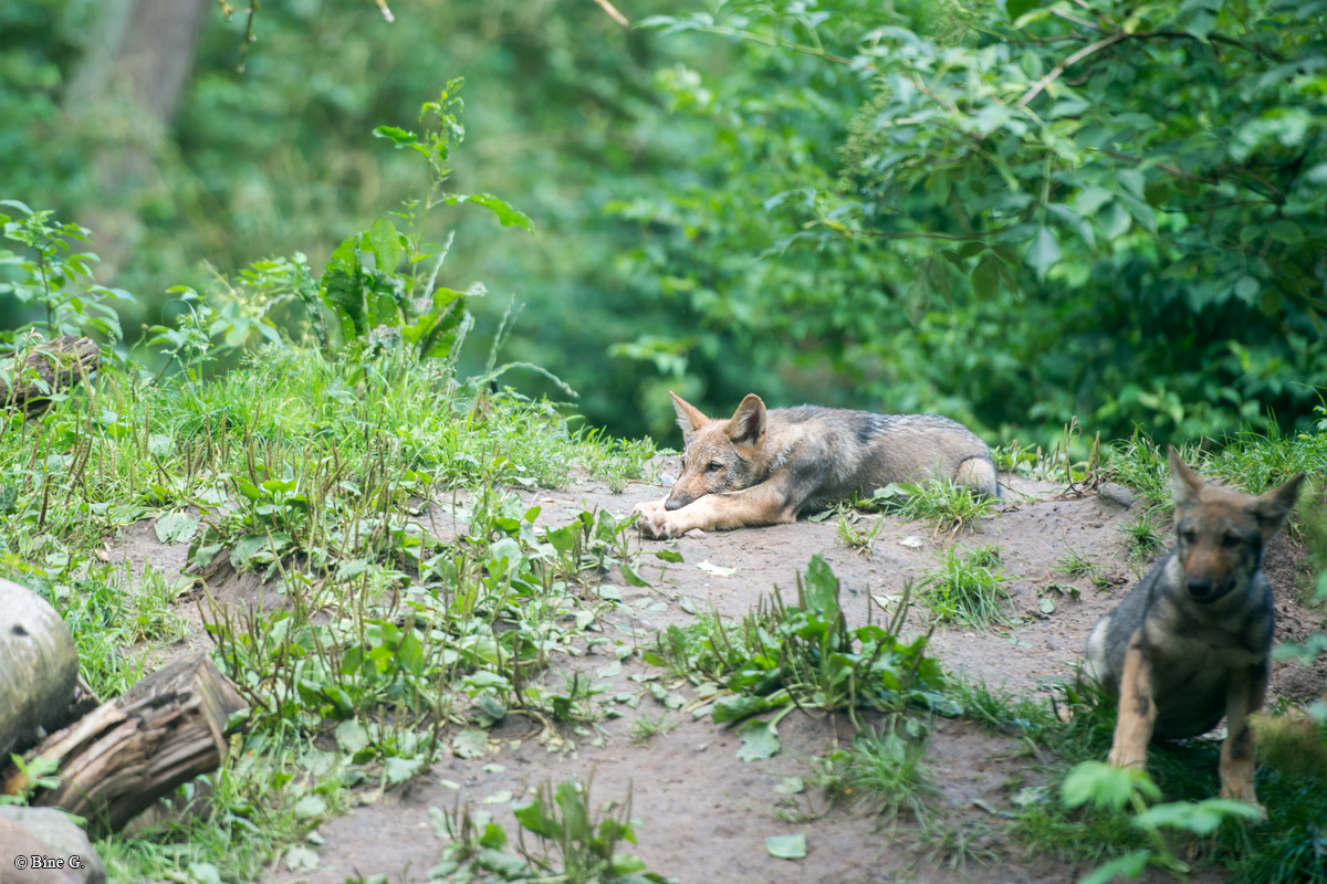 Pup3m1707Lueneburg-BineG_All-13