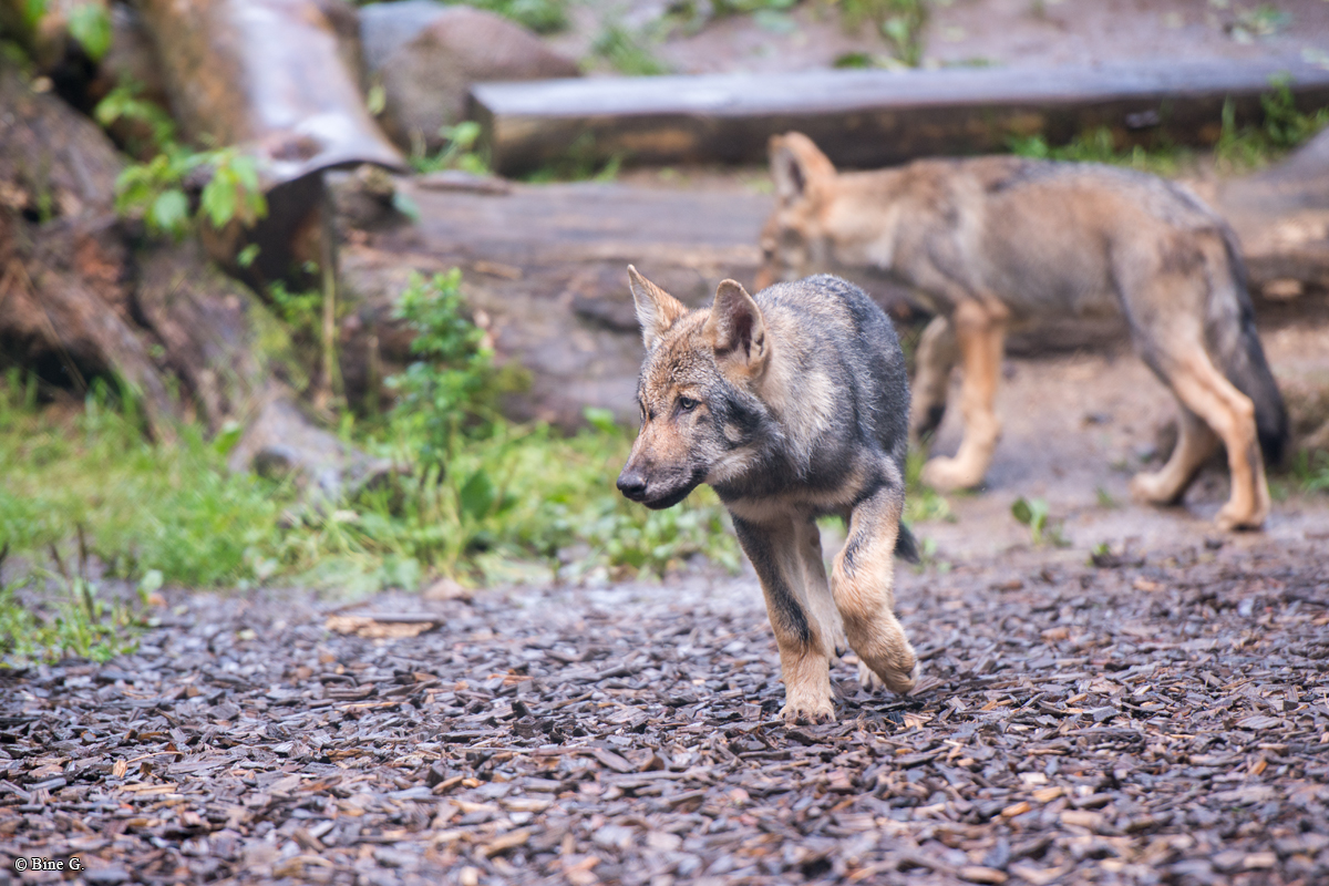 Pup3m1707Lueneburg-BineG_Kolja-03