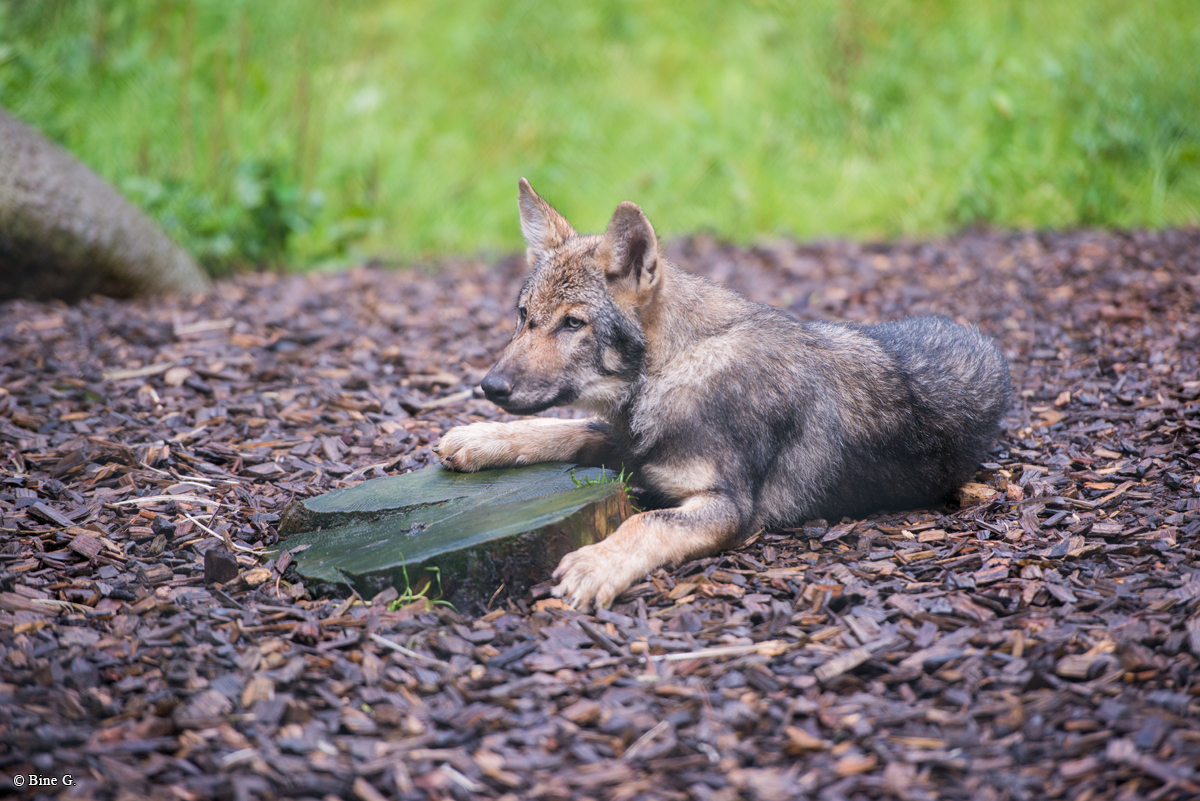 Pup3m1707Lueneburg-BineG_Kolja-05