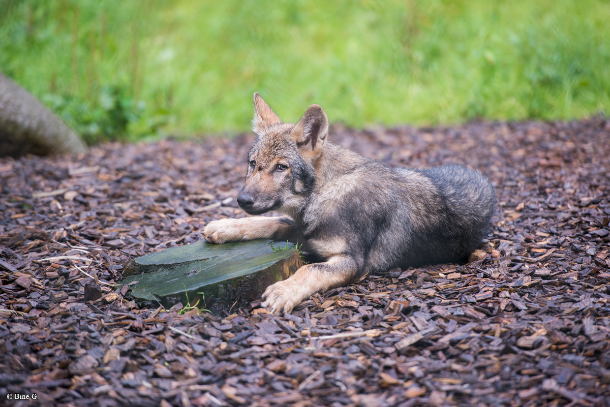 Pup3m1707Lueneburg-BineG_Kolja-06