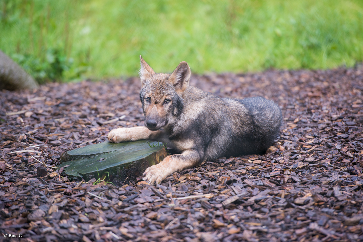 Pup3m1707Lueneburg-BineG_Kolja-07