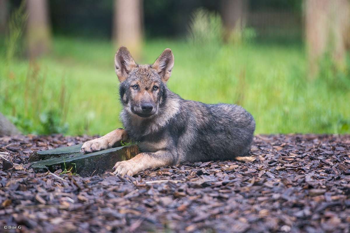 Pup3m1707Lueneburg-BineG_Kolja-09