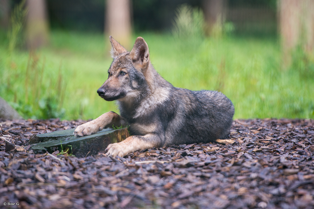 Pup3m1707Lueneburg-BineG_Kolja-10