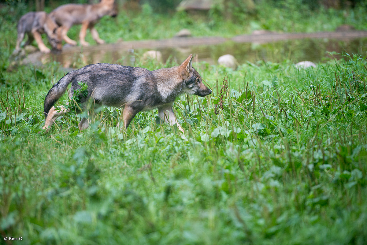 Pup3m1707Lueneburg-BineG_Kolja-11