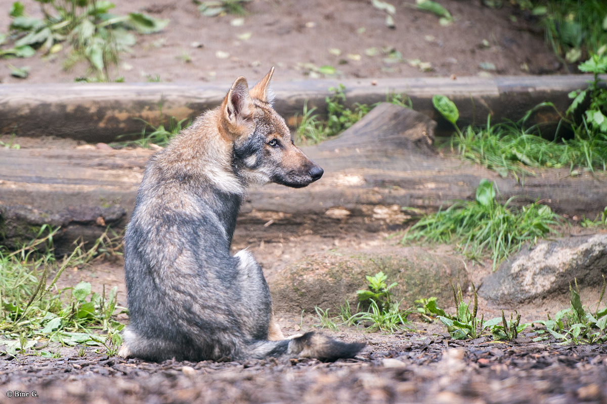 Pup3m1707Lueneburg-BineG_Kolja-13