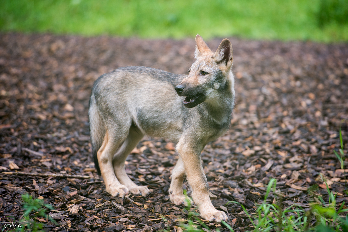 Pup3m1707Lueneburg-BineG_Mischa-05