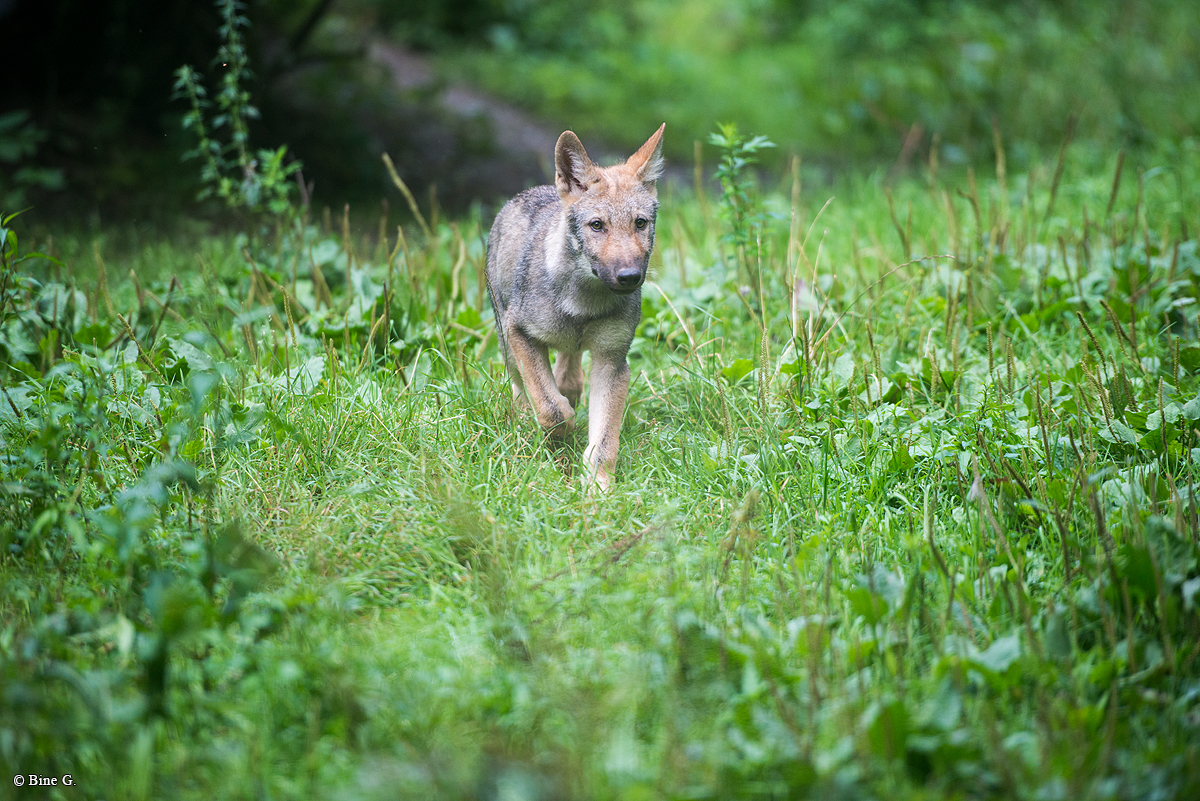 Pup3m1707Lueneburg-BineG_Petja-03