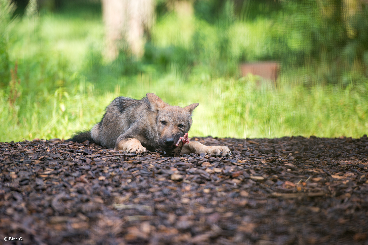 Pup3m1707Lueneburg-BineG_Vasja-04