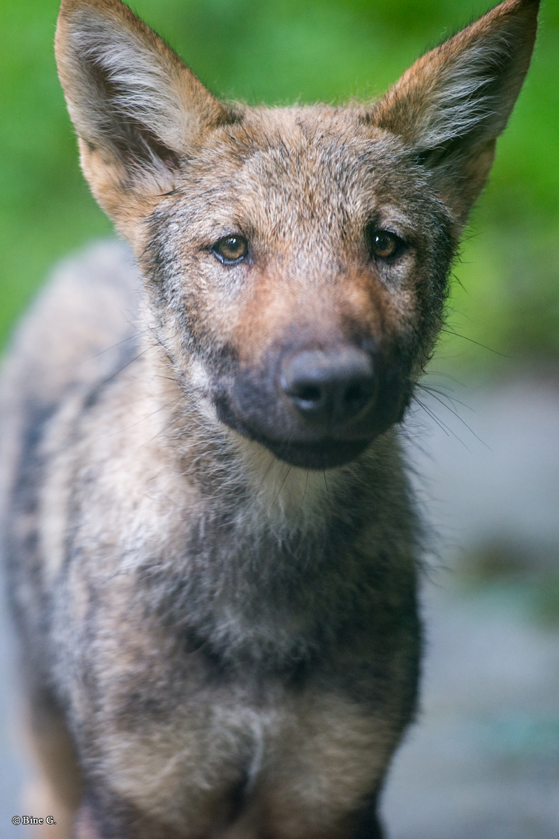 Pup3m1707Lueneburg-BineG_Vasja-08