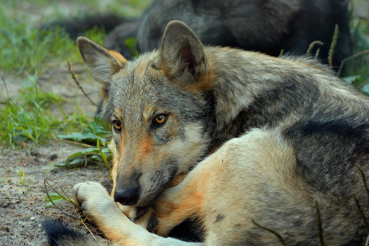 Pup3m10LueneburgKati_Ole-10