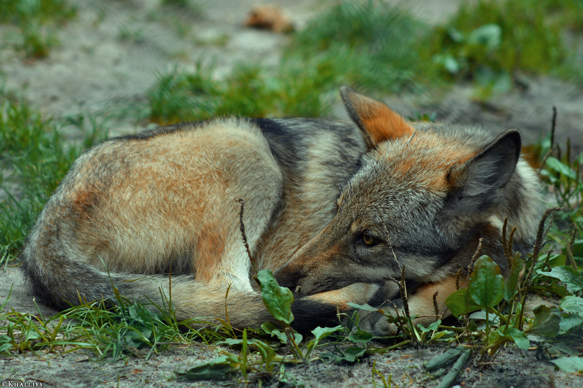 Pup3m10LueneburgKati_Ole-11