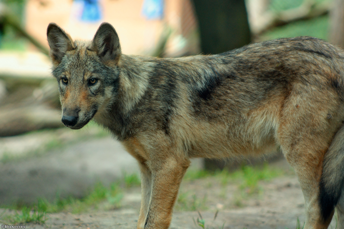 Pup3m10LueneburgKati_Ole-14