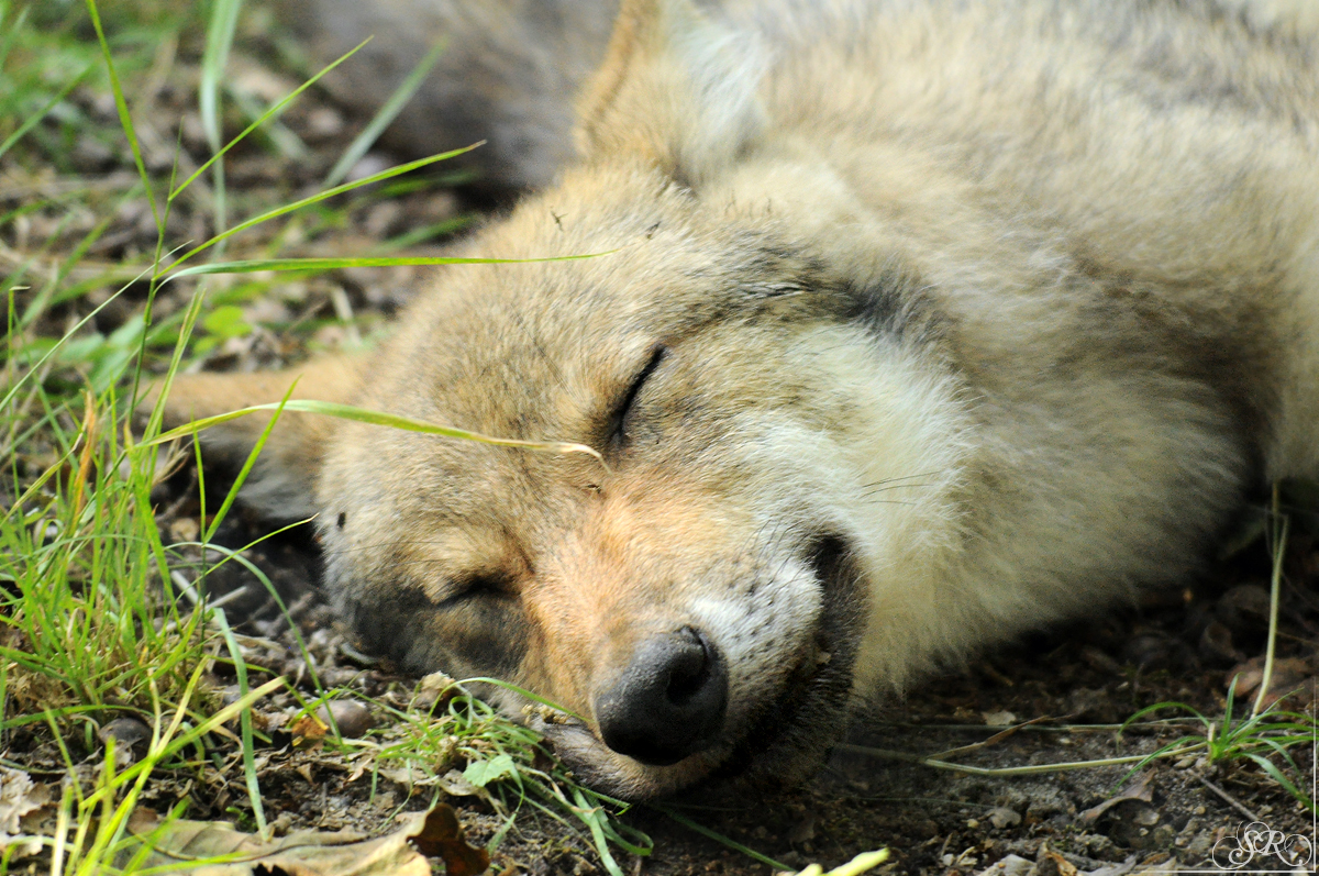 Pup3m12AuheimSas_Siegfried-01