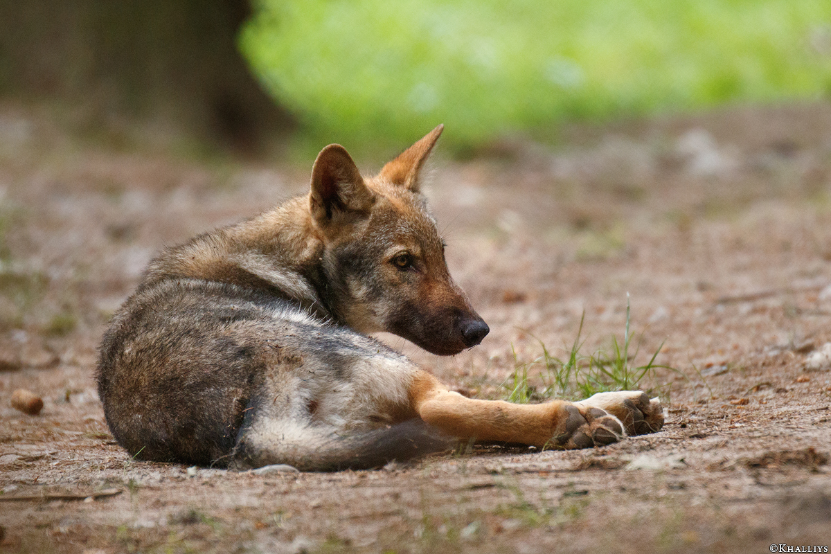 Pup3m17LueneburgKati_Mischa-01