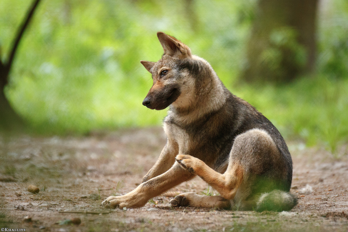 Pup3m17LueneburgKati_Mischa-04